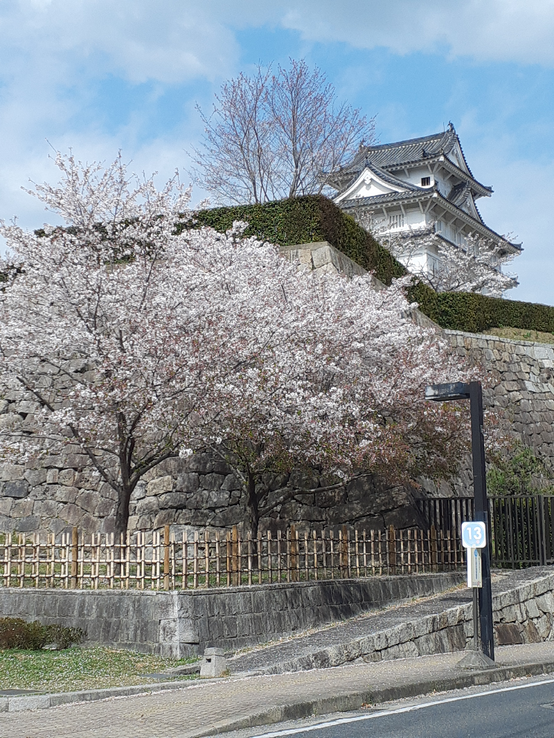 福山城の桜　満開です！